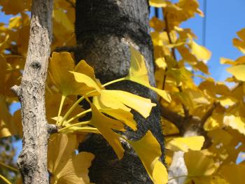 Ginko
