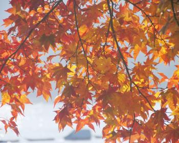 ファイル名: AutumnLeaf2006d.jpeg
ファイルサイズ: 26.7KB AutumnLeaf2006d