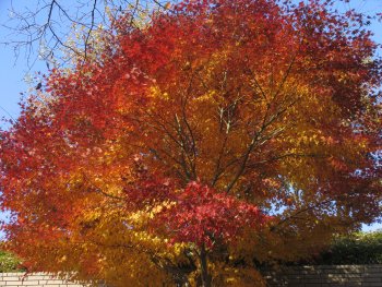 ファイル名: MG0752s.jpg
ファイルサイズ: 47.6KB AutumnLeaf1