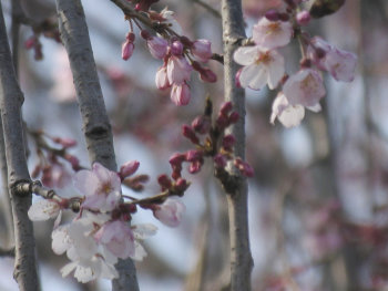 ファイル名: blog20070321Sakura.jpeg
ファイルサイズ: 25.3KB blog20070321Sakura