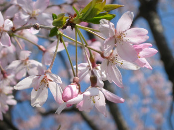 ファイル名: blog20070406Sakura.jpeg
ファイルサイズ: 37.9KB blog20070406Sakura