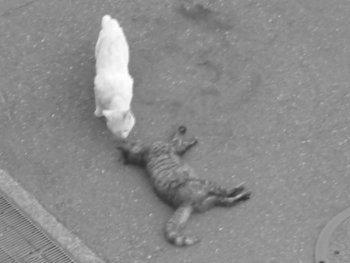 ファイル名: blog20070521-DeadCat.jpeg
ファイルサイズ: 18.3KB blog20070521-DeadCat