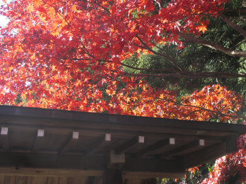 ファイル名: blog20071123Ohyama-Shimosha.jpeg
ファイルサイズ: 55.1KB blog20071123Ohyama-Shimosha