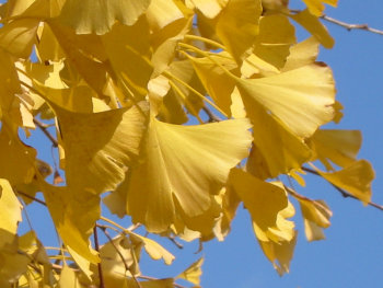 blog20071204-Ginko2