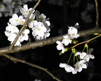 blog20080329-SakuraInTheDark