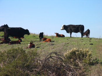 blog20081123-CattleInWildcatCanyon