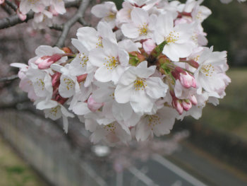 blog20090404-CampZama-Sakura