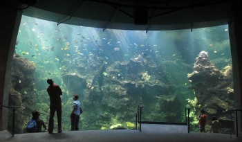 ファイル名: blog20090628-CalAcademyOfScienceAquarium.jpeg
ファイルサイズ: 22KB blog20090628-CalAcademyOfScienceAquarium