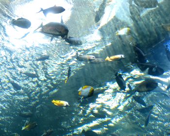 ファイル名: blog20090628-CalAcademyOfScienceAquarium2.jpeg
ファイルサイズ: 40.7KB blog20090628-CalAcademyOfScienceAquarium2