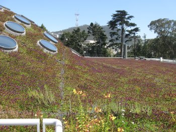 ファイル名: blog20090628-CalAcademyOfScienceRoof.jpeg
ファイルサイズ: 45.2KB blog20090628-CalAcademyOfScienceRoof