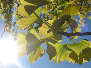 blog20091203-Ginko