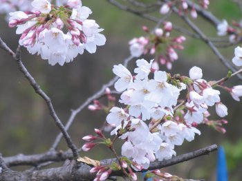 blog20100328-CherryBlossom