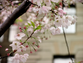 blog20100411-CherryBlossomInSFUnionSquare