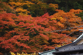 ファイル名: blog20101113-AutumnLeafHakone.jpeg
ファイルサイズ: 48.4KB blog20101113-AutumnLeafHakone