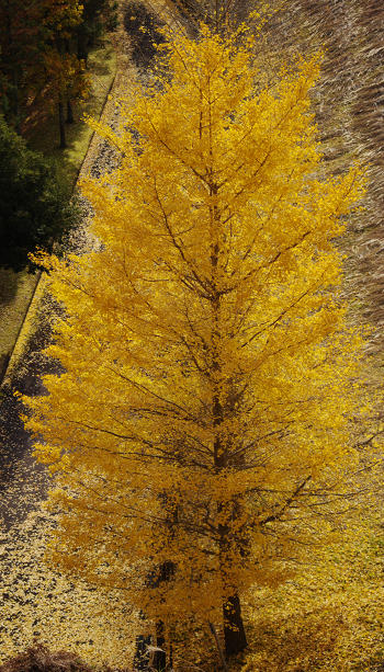 ファイル名: blog20101120-Ginko_Tanzawa.jpeg
ファイルサイズ: 101.2KB blog20101120-Ginko_Tanzawa
