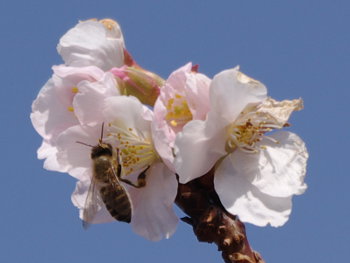 ファイル名: blog20110306-CherryBlossomAndHoneyBee3.jpeg
ファイルサイズ: 26KB blog20110306-CherryBlossomAndHoneyBee3