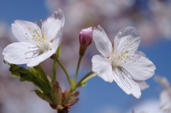 ファイル名: blog20110327-CherryBlossom.jpeg
ファイルサイズ: 28.4KB blog20110327-CherryBlossom