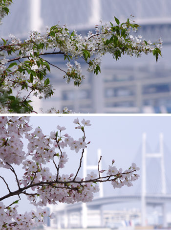 blog20110410-CherryBlossomYokohama