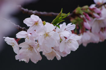 ファイル名: blog20110416-CherryBlossom.jpeg
ファイルサイズ: 28.8KB blog20110416-CherryBlossom