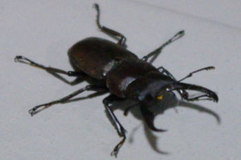 blog20110711-StagBeetle