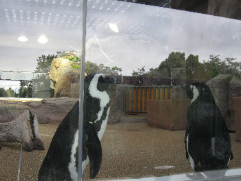 blog20120504-KyotoAquarium_Penguin