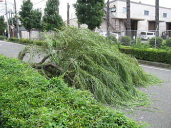 ファイル名: blog20120928-TreeBrokenDown.jpeg
ファイルサイズ: 56.6KB blog20120928-TreeBrokenDown