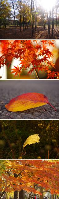 ファイル名: blog20121125-MusashinoPark.jpeg
ファイルサイズ: 174.6KB
→クリックで元のサイズを表示 blog20121125-MusashinoPark