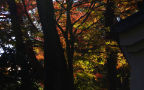 AutumnLeaf-20111204.jpeg