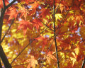 AutumnLeaf2006a.jpeg