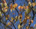 AutumnLeaf2006c.jpeg