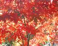 AutumnLeaf2007a.jpeg
