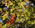 AutumnLeaf2007b.jpeg