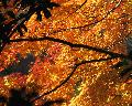 AutumnLeaf2007c.jpeg