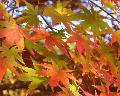 AutumnLeaf2007e.jpeg