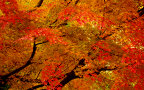 AutumnLeaf20101120a.jpeg