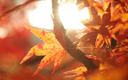 AutumnLeaf20101120b.jpeg