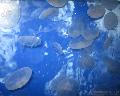 CA_AcademyOfScience-JellyFish.jpeg