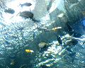 CA_AcademyOfScience-Pool1.jpeg