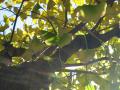 Ginkgo.jpg