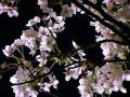 Sakura2003-2.jpg