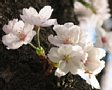 Sakura2005-03.jpg