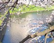Sakura2005-04.jpg
