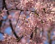 Sakura2005-05.jpg