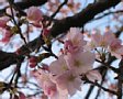 Sakura2005-06.jpg