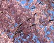 Sakura2005-08.jpg