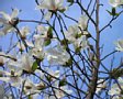 Sakura2005-09.jpg