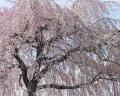 Sakura20060325-1.jpeg