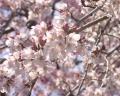 Sakura20060325-2.jpeg