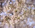 Sakura20060401-2.jpeg
