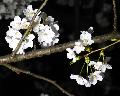 Sakura20080329c.jpeg